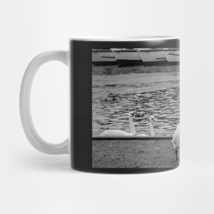 Mute swan on the bank of the River Bure in the Norfolk village of Wroxham Mug